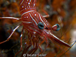 Shrimp at a cleaning station , taken with Canon G10 an UC... by Beate Seiler 